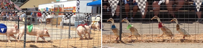 pig, duck, goat races