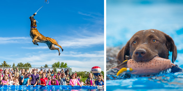 DockDogs is the world’s premier canine aquatics competition