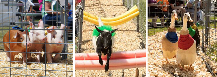 Don't miss the pig, goat & duck races at the Fair this year